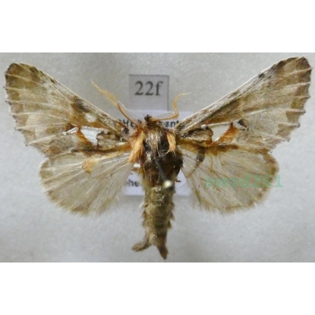 Spatalia argentina (Denis & Schiffermüller, 1775) male Naramiennica srebrnica Czech22f